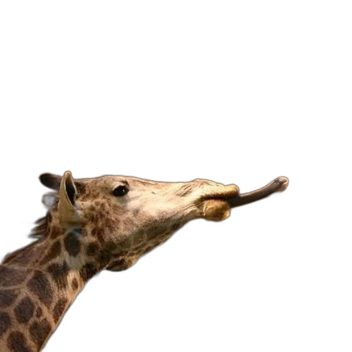 animal, creature, hat, face transparent PNG cut-out