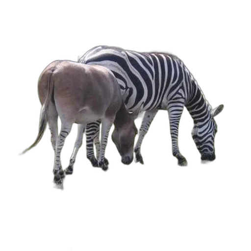 animal, creature, staff, weapon transparent PNG cut-out