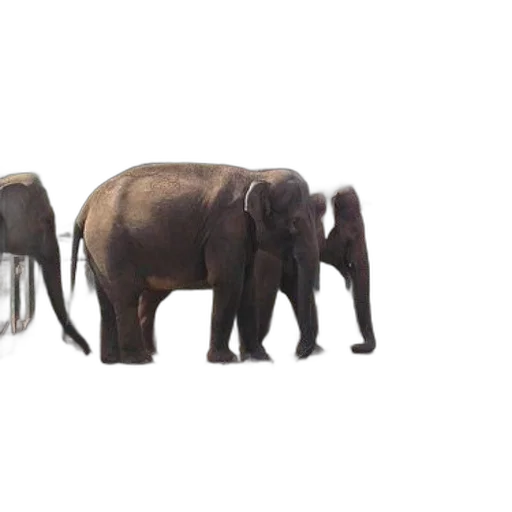 animal, creature, furniture, concept art transparent PNG cut-out