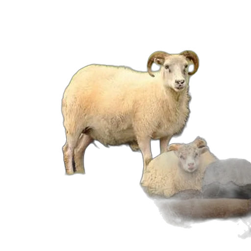 animal, concept art, 3d render, photorealistic transparent PNG cut-out
