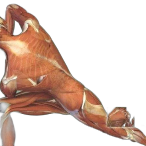 animal, dragon, food, creature transparent PNG cut-out