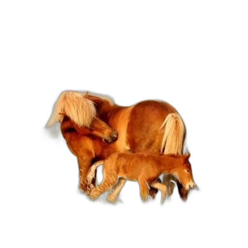 animal, creature, furniture, hair transparent PNG cut-out
