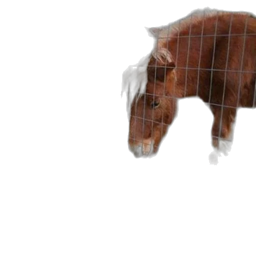 animal, creature, dragon, hair transparent PNG cut-out