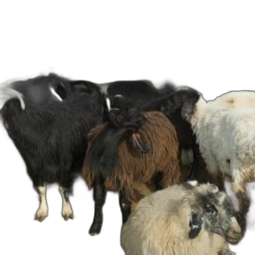 animal, hair, food, creature transparent PNG cut-out
