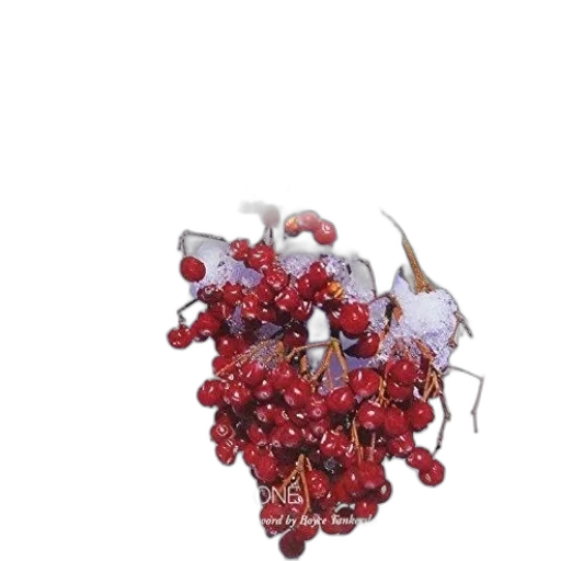 crown, jewelry, flower, food transparent PNG cut-out