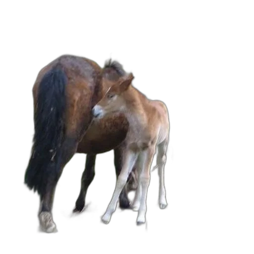 animal, hair, creature, staff transparent PNG cut-out