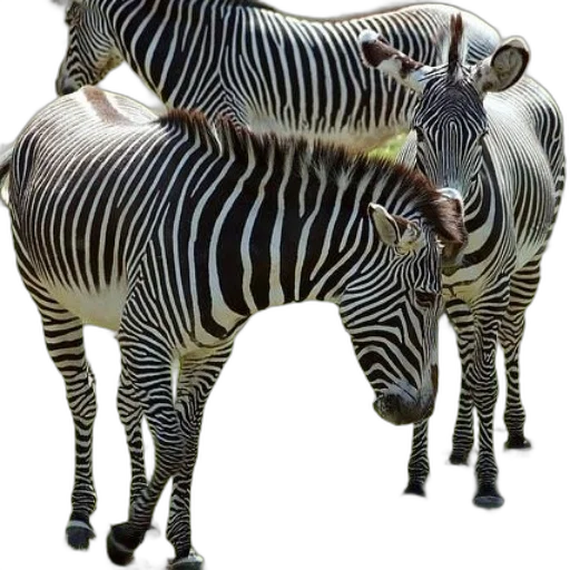 animal, creature, jewelry, furniture transparent PNG cut-out