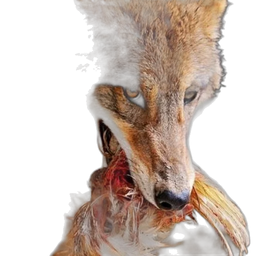 animal, mask, creature, face transparent PNG cut-out