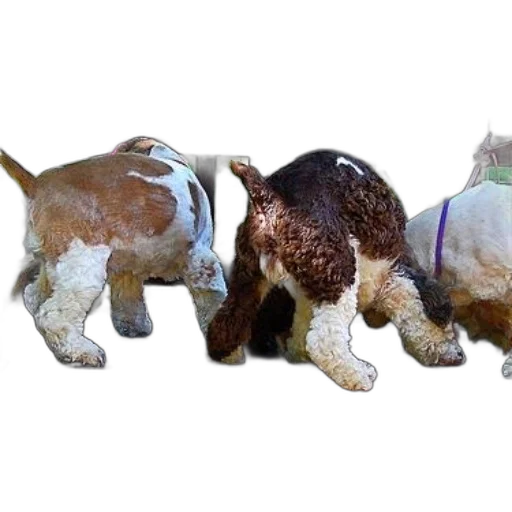 animal, 3d render, photorealistic, three transparent PNG cut-out