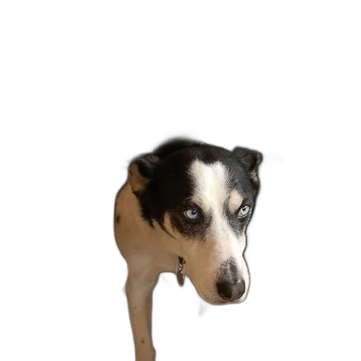 animal, creature, staff, face transparent PNG cut-out