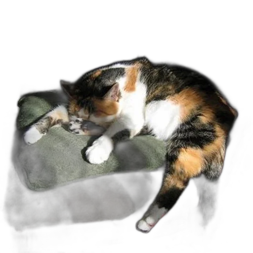 animal, creature, staff, furniture transparent PNG cut-out