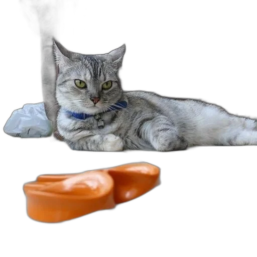 shoes, food, jewelry, animal transparent PNG cut-out