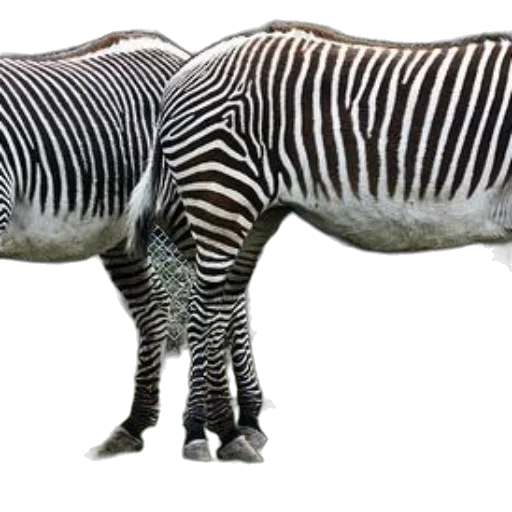 animal, creature, staff, weapon transparent PNG cut-out