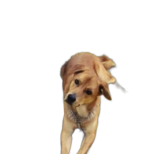 animal, staff, creature, face transparent PNG cut-out