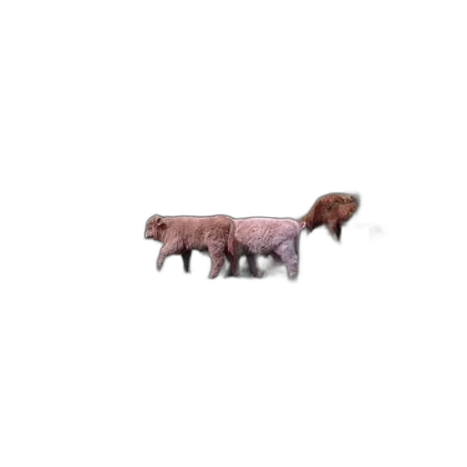 animal, creature, furniture, food transparent PNG cut-out