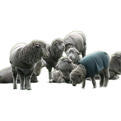 animal, jacket, dress, creature transparent PNG cut-out