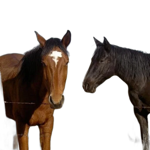 animal, photorealistic, 3d render, concept art transparent PNG cut-out