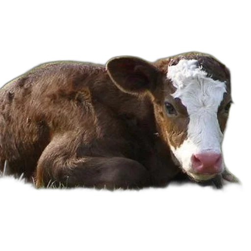 animal, creature, face, food transparent PNG cut-out