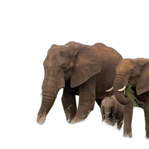 animal, creature, 3d render, photorealistic transparent PNG cut-out