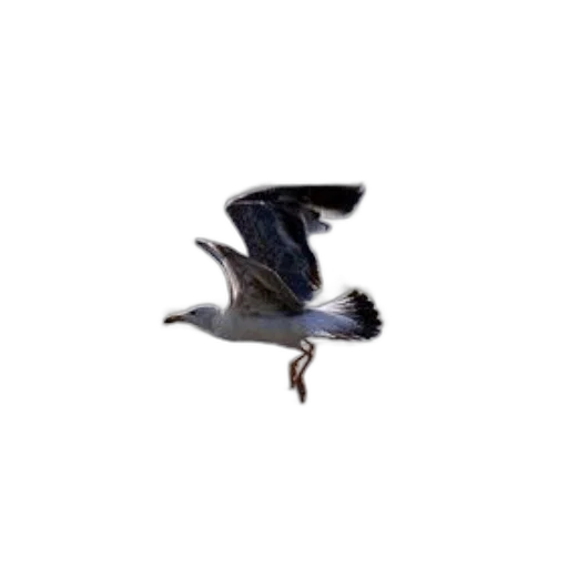 animal, creature, dragon, shoes transparent PNG cut-out