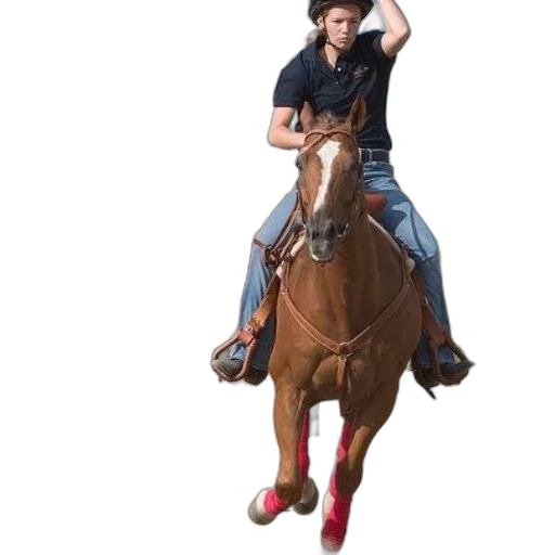 hat, animal, shoes, creature transparent PNG cut-out