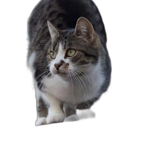 animal, creature, staff, hat transparent PNG cut-out
