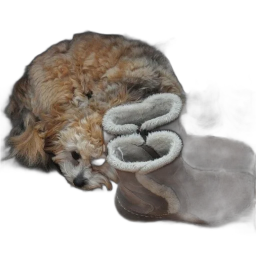 animal, hair, creature, staff transparent PNG cut-out