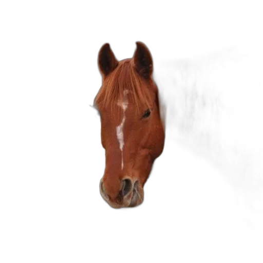 animal, face, creature, hat transparent PNG cut-out