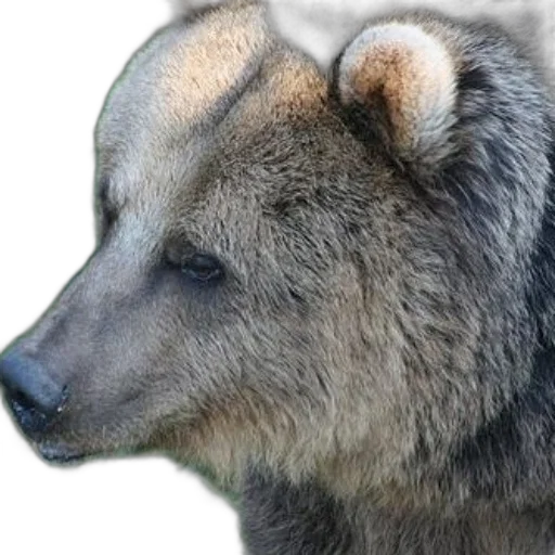 animal, creature, face, staff transparent PNG cut-out