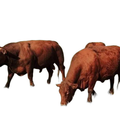 animal, food, creature, mask transparent PNG cut-out