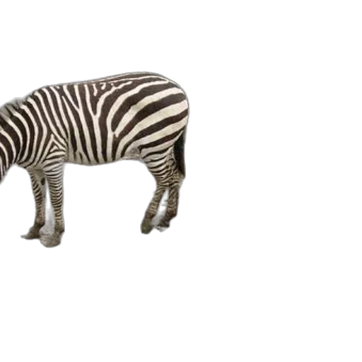 animal, creature, furniture, jewelry transparent PNG cut-out