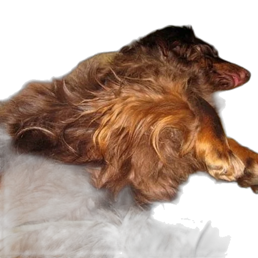 hair, animal, creature, staff transparent PNG cut-out
