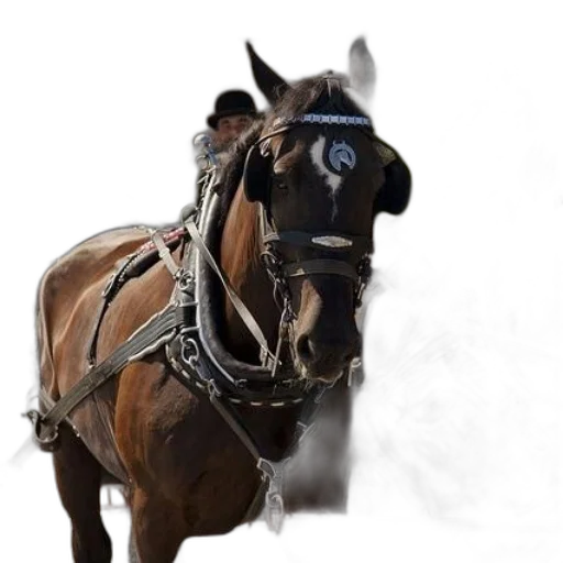 animal, staff, jewelry, hat transparent PNG cut-out
