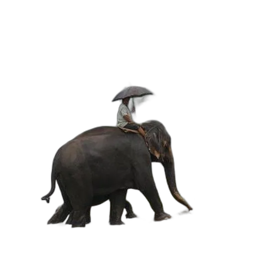 umbrella, hat, animal, staff transparent PNG cut-out