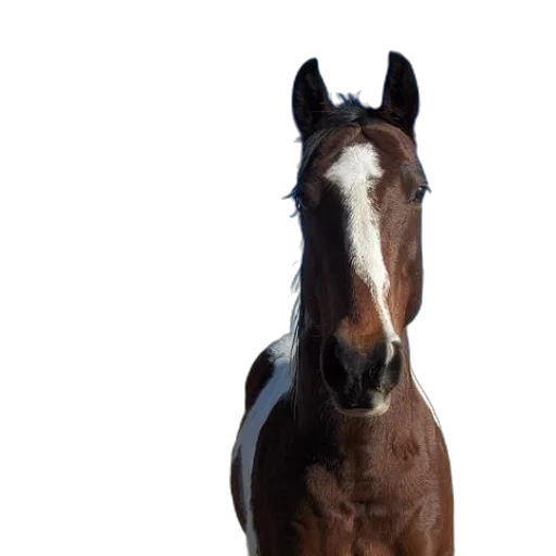 animal, face, staff, hat transparent PNG cut-out