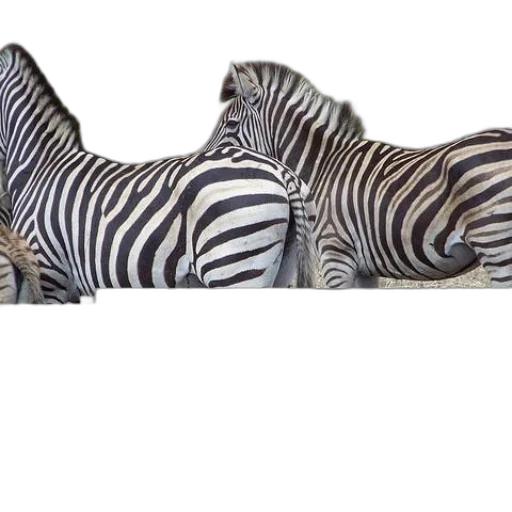shoes, animal, furniture, jewelry transparent PNG cut-out