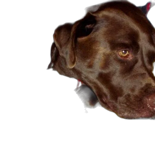 animal, face, staff, creature transparent PNG cut-out