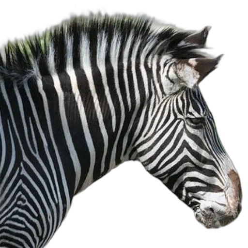 animal, creature, jewelry, hair transparent PNG cut-out