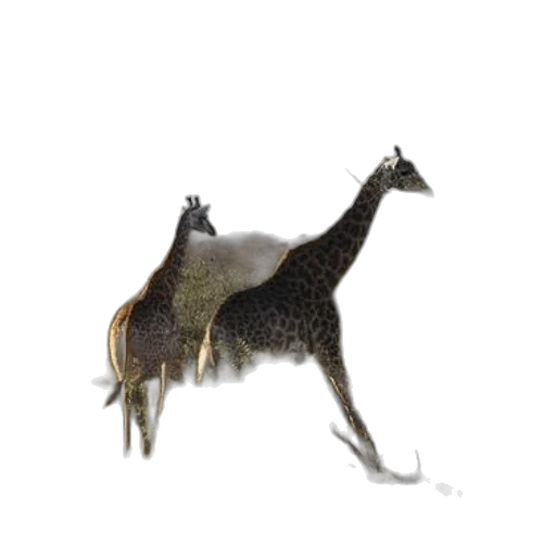 animal, creature, staff, hat transparent PNG cut-out