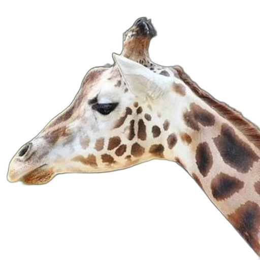 animal, creature, face, umbrella transparent PNG cut-out