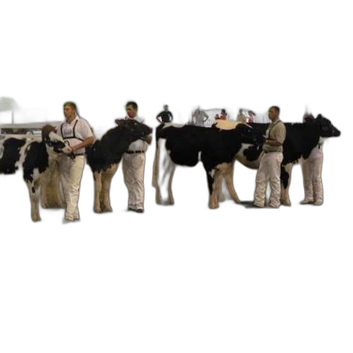 staff, animal, jacket, furniture transparent PNG cut-out