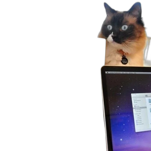 staff, animal, cat, peeks transparent PNG cut-out