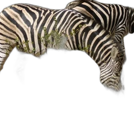 animal, creature, furniture, jewelry transparent PNG cut-out