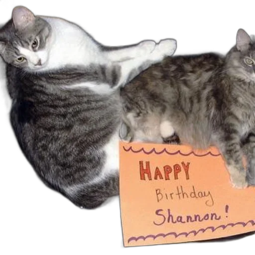two, cats, lay, laptop transparent PNG cut-out