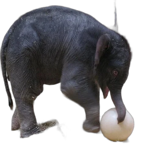 animal, food, creature, staff transparent PNG cut-out
