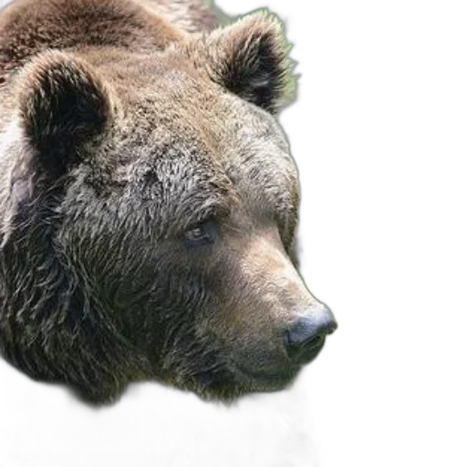 animal, creature, face, photorealistic transparent PNG cut-out