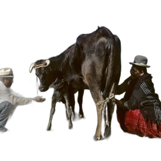 animal, concept art, photorealistic, oil painting transparent PNG cut-out