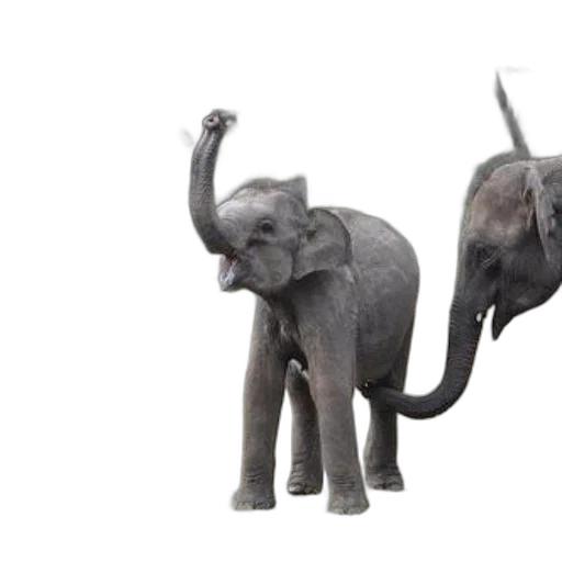 animal, creature, 3d render, concept art transparent PNG cut-out