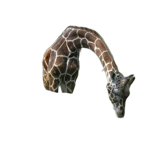 animal, creature, staff, hat transparent PNG cut-out