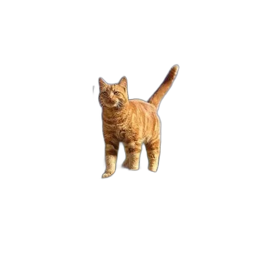 animal, staff, creature, weapon transparent PNG cut-out